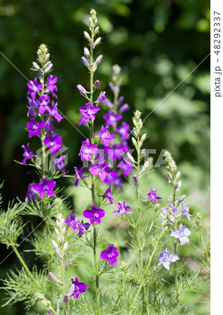 Larkspurs or Delphinium ajacis in a kitchen garden Larkspurs or Delphinium ajacis in a kitchen garden 48292337