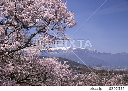 アルプスと桜 アルプスと桜 48292555