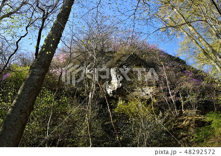 ヤシオツツジ咲く笠丸山 ヤシオツツジ咲く笠丸山 48292572