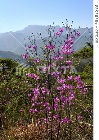 ミツバツジ咲く笠丸山に両神山 ミツバツジ咲く笠丸山に両神山 48292583
