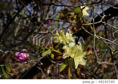 ヒカゲツツジ咲く笠丸山 ヒカゲツツジ咲く笠丸山 48292585