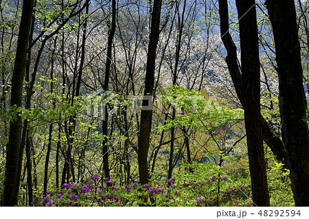 ヤマザクラ咲く笠丸山 ヤマザクラ咲く笠丸山 48292594