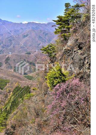 ヤシオツツジ咲く笠丸山 48292608