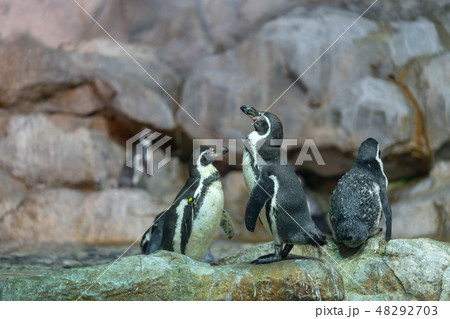 ペンギン 48292703