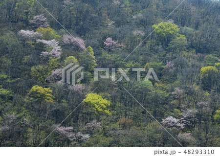 ヤマザクラ咲く御荷鉾林道通る山腹 48293310