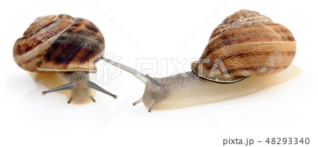 Snail crawling isolated on white Snail crawling isolated on white 48293340