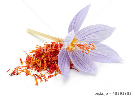 Saffron with crocus flower isolated Saffron with crocus flower isolated 48293382