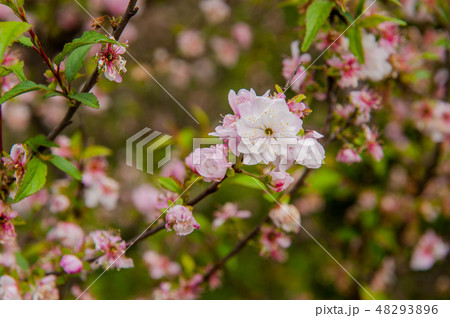 クローズアップ桜 桜満開 さくら クローズアップ桜 桜満開 さくら 48293896