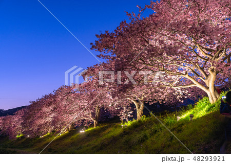 《静岡県》南伊豆町・河津桜ライトアップ 《静岡県》南伊豆町・河津桜ライトアップ 48293921