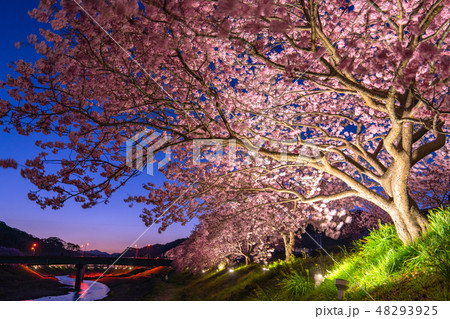 《静岡県》南伊豆町・河津桜ライトアップ 《静岡県》南伊豆町・河津桜ライトアップ 48293925