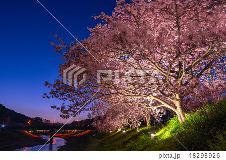 《静岡県》南伊豆町・河津桜ライトアップ 《静岡県》南伊豆町・河津桜ライトアップ 48293926