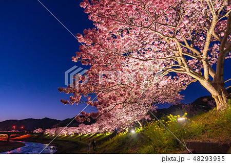 《静岡県》南伊豆町・河津桜ライトアップ 《静岡県》南伊豆町・河津桜ライトアップ 48293935