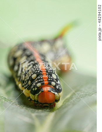 Caterpillar on green leaf portrait 48294102