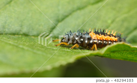 Hiding hunter - ladybird larva 48294103