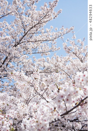 住吉桜 48294633