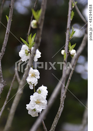 京都御苑 桃園(桃の花) 京都御苑 桃園(桃の花) 48294688