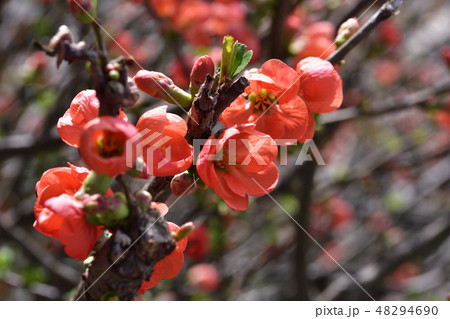 鴨川　木瓜の花 48294690