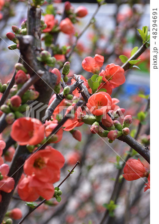 鴨川 木瓜の花の写真素材