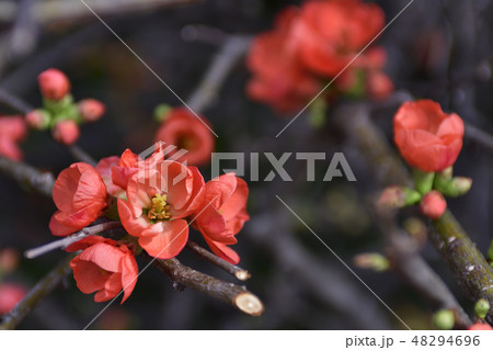 鴨川 木瓜の花 鴨川 木瓜の花 48294696