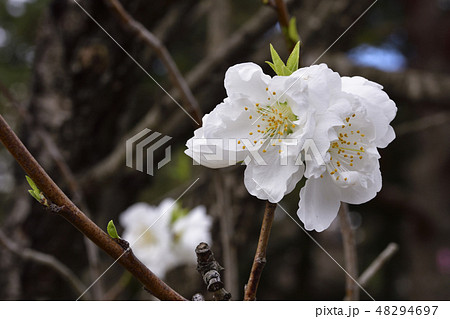 京都御苑　桃園（桃の花） 48294697