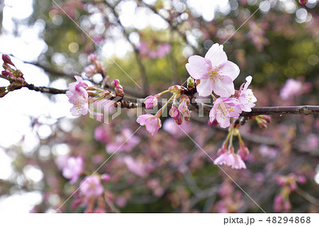 三十三間堂　彼岸桜 48294868