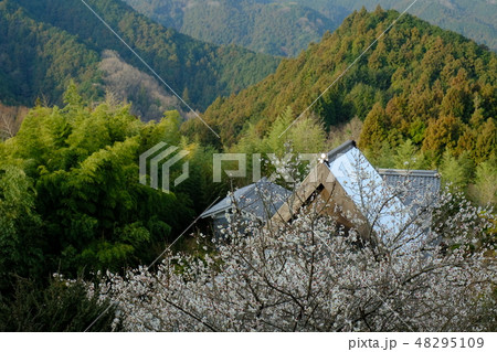 山里と白梅（奈良県高市郡明日香村） 48295109