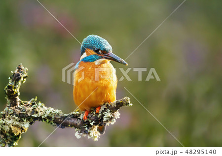 Kingfisher perching against colourful background 48295140
