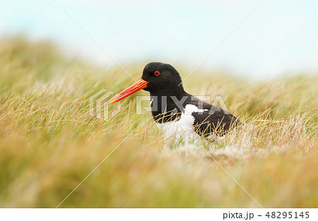 Close up of Eurasian Oystercatcher in grass 48295145