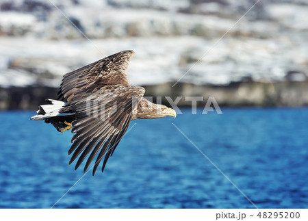 Close up of a White tailed Eagle in flight 48295200