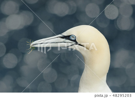 Northern gannet against colorful background 48295203