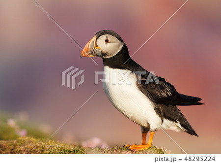 Atlantic puffin against colorful background 48295224