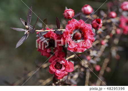 蛇の目エリカ 花 植物 早春 蛇の目 紅 蛇の目エリカ 花 植物 早春 蛇の目 紅 48295396