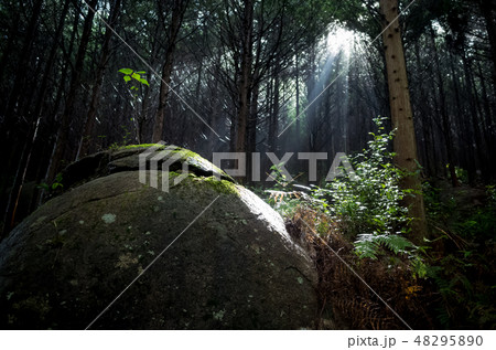 登山道 登山道 48295890