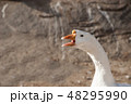 Potrait of white goose, honking with his beak. 48295990