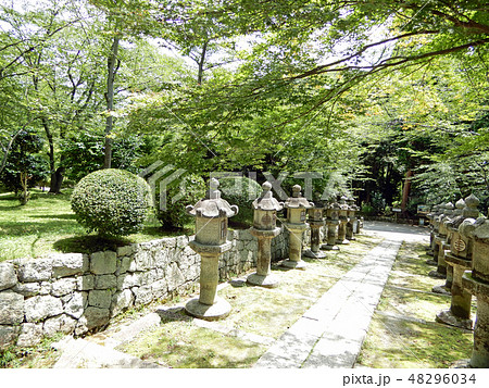 三井寺　園城寺　緑　青もみじ　 48296034