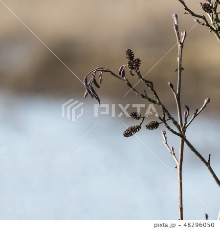 Blossom alder tree 48296050