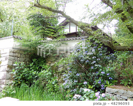三井寺　園城寺　緑　青もみじ　 48296093