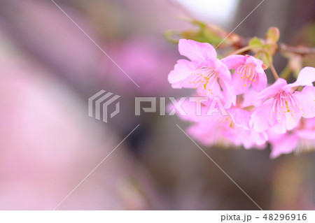 桜 48296916