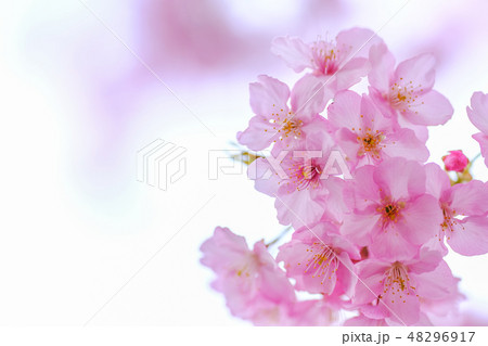 桜 桜 48296917