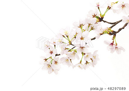 さくらの花 さくらの花 48297089