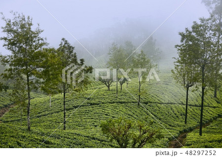 Tea plantations in clouds 48297252