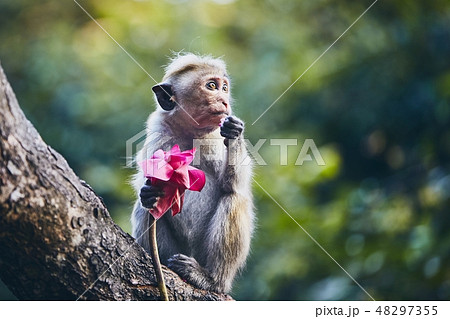 Group of cute monkeys Group of cute monkeys 48297355