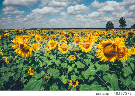 field full of sunflowers at sunny day 48297572