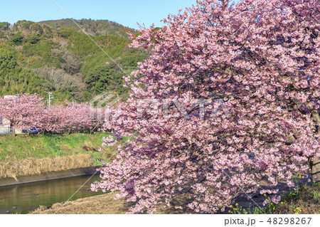 河津桜 静岡県河津町 河津桜 静岡県河津町 48298267