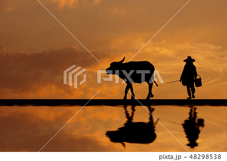 Silhouette Asian farmer raising buffalo at farm 48298538