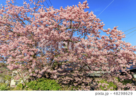 河津桜原木　静岡県河津町 48298629