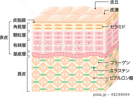 肌の構造 断面図のイラスト素材