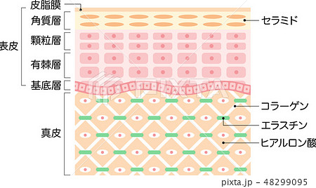 肌の構造　断面図 48299095