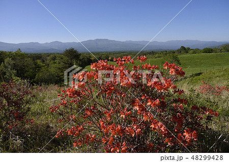 レンゲツツジ 48299428