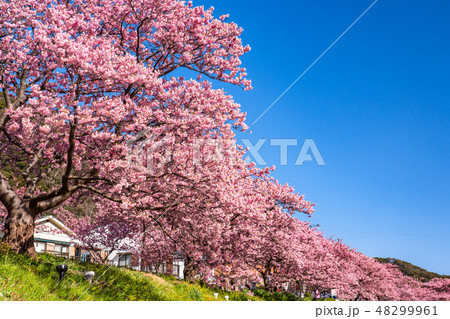 《静岡県》南伊豆町・満開の河津桜 《静岡県》南伊豆町・満開の河津桜 48299961